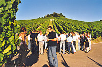 Wine-Tasting in the Vineyard